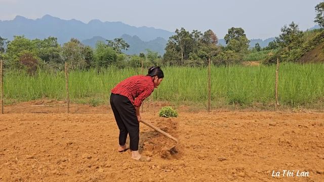 Picking wild vegetables to sell/new garden/Growing vegetables/taking care of pets | La Thi Lan смотреть онлайн