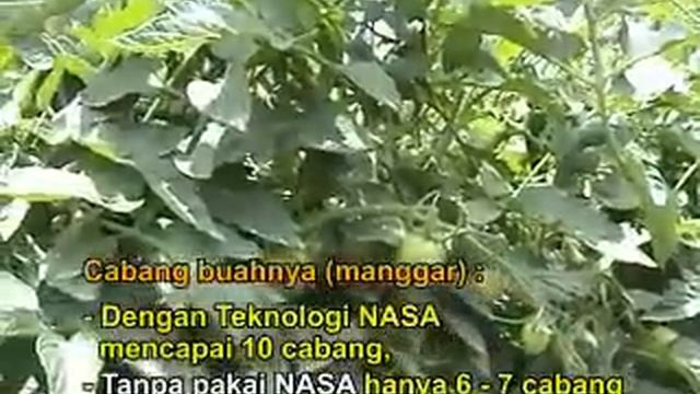 KESAKSIAN PUPUK ORGANIK PADA BUDIDAYA TOMAT 2016