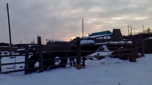 09 04 2010 конь смотреть онлайн
