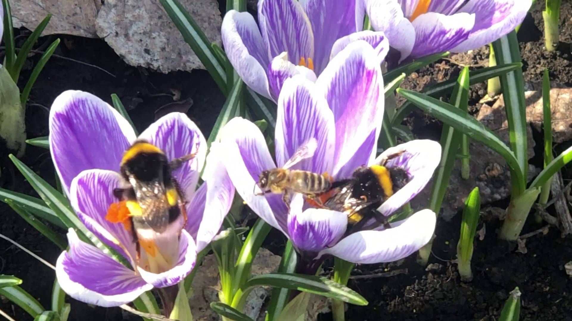 Проснулись ШМЕЛИ, зацвели КРОКУСЫ... ВЕСНА!🐝