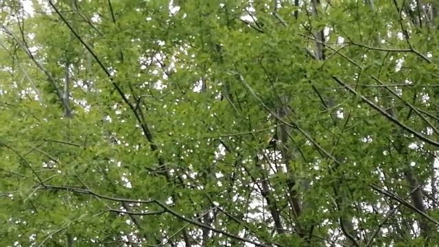 Японская мухоловка (Ficedula narcissina) смотреть онлайн