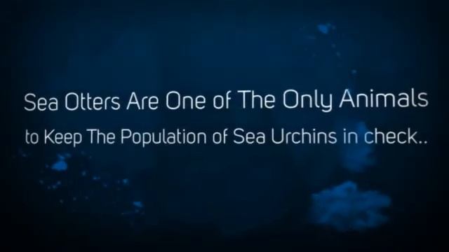 Learn About Sea Otters, Inlcuding Fun Facts For Kids About Sea Otters, Environment and Habitat смотреть онлайн