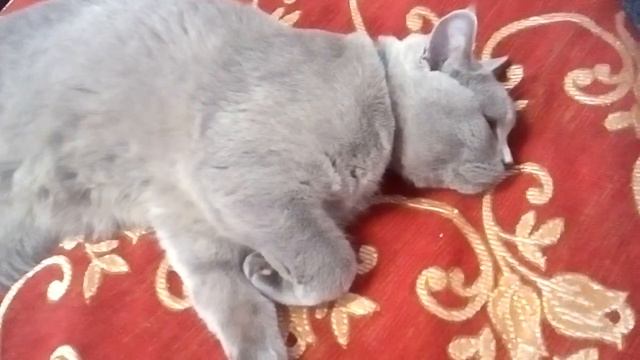 Кузя-Соня и милашка😻 смотреть онлайн