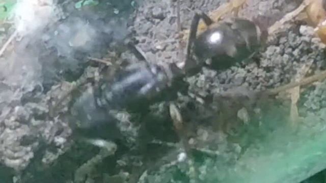 Odontoponera queen смотреть онлайн