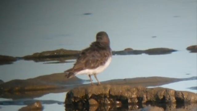 Temminck's Stint Calidris temminckii Bécasseau de Temminck смотреть онлайн