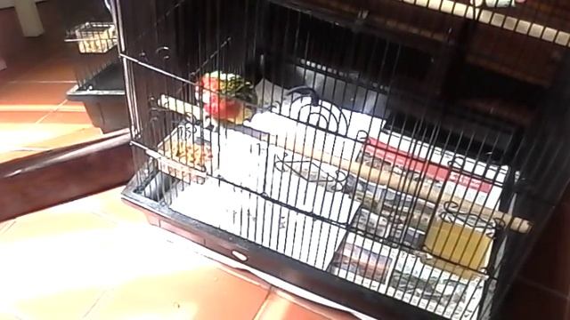 Stop bird biting - tame Rosella смотреть онлайн