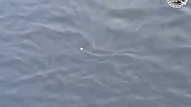 Сомы Чернобыля. смотреть онлайн