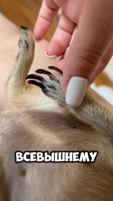 Беда не приходит одна #meerkat #сурикотики #cat #шпротик смотреть онлайн