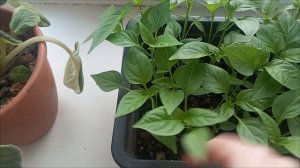 ПАРИКМАХЕРСКАЯ НА ДОМУ, НАВОЖУ КРАСОТУ, ЧТО-ТО НЕЗДОРОВИТСЯ