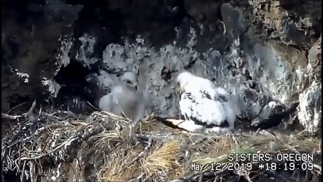 Беркут США Golden Eagle Sisters Oregon 12052019 Metolius ест змею смотреть онлайн