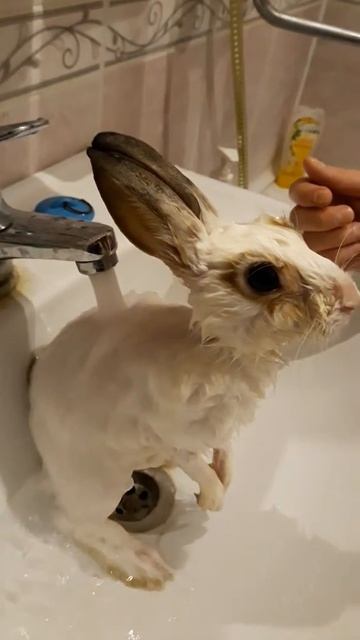 Купание кролика смотреть онлайн