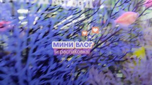 МИНИ ВЛОГ и распаковка !!)  🍡🧋