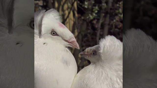 Гданьский (сокол) высоколетные голуби Gdańsk (falcon) High-flying Pigeons