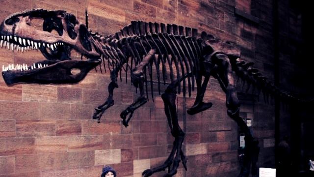 5 Prehistoric Monsters With the Most Powerful Bite Force. Part 2. смотреть онлайн