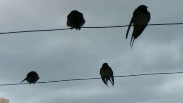 лястовици на тераса смотреть онлайн