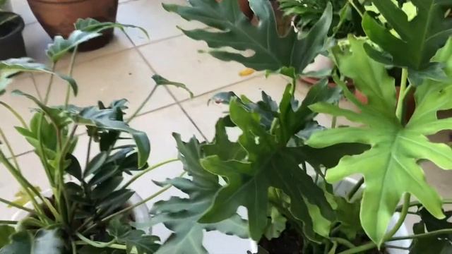 Philodendron Xanadu  And Thaumatophyllum Care