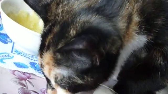Джилька ужинает. В меню пюре на курином бульоне смотреть онлайн