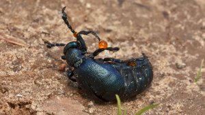 Это Насекомое - настоящая гроза для колоний Пчел и Шмелей - Жук МАЙКА!