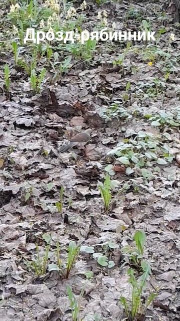 Дрозд-рябинник в Ботаническом саду им. Петра Великого смотреть онлайн