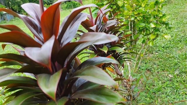 Ton Sai Thailand, Joe's bar and Chill Out Bungalows смотреть онлайн