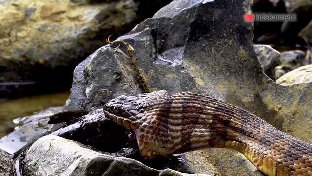 Snake Facts For Kids смотреть онлайн