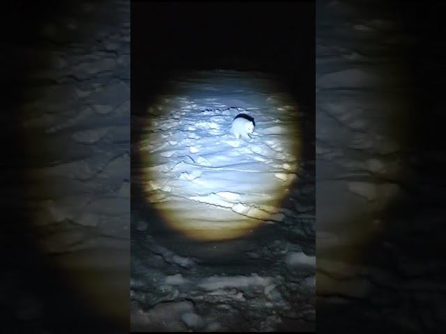 Ночной гость