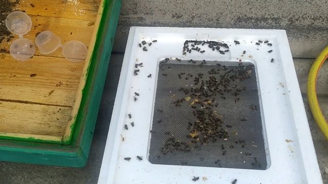 Чистим донья ульев. Сколько подмора? смотреть онлайн
