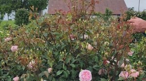 Rose Silas Marner - David Austin TOP PERFORMER To Bring A Smile To Your Face & Warmth To Your Heart