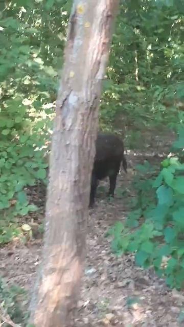 Дикий кабан на рыбалке смотреть онлайн