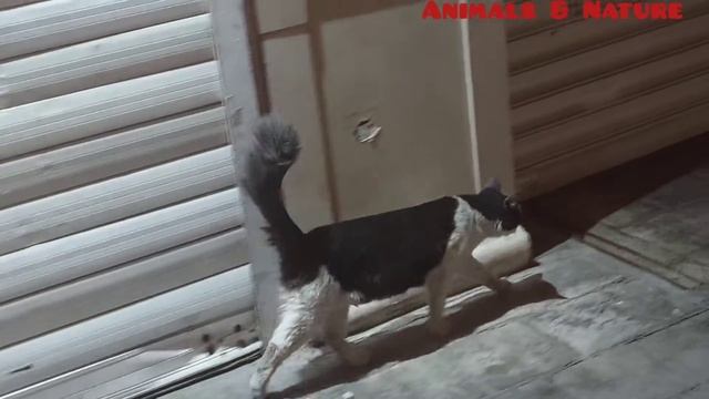 A beautiful two-color black and white cat walking and curious #cute cats смотреть онлайн