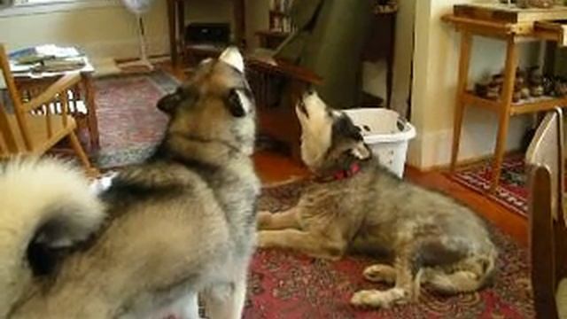 Juneau & Rocky Singing смотреть онлайн