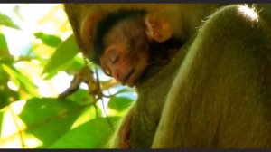 Вероятно отсутствие молока у макаки...   1000046284.mp4