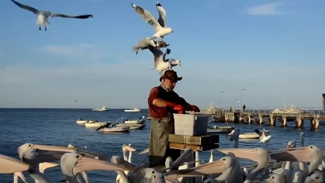 Pelican Feeding смотреть онлайн