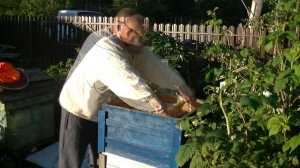 Пчелы вывели матку во втором корпусе.  Продолжаю разгребать последствия болезни