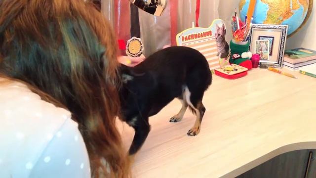 Vine - Моя Котя, Кисуля, Котечка! ☺️😻 смотреть онлайн