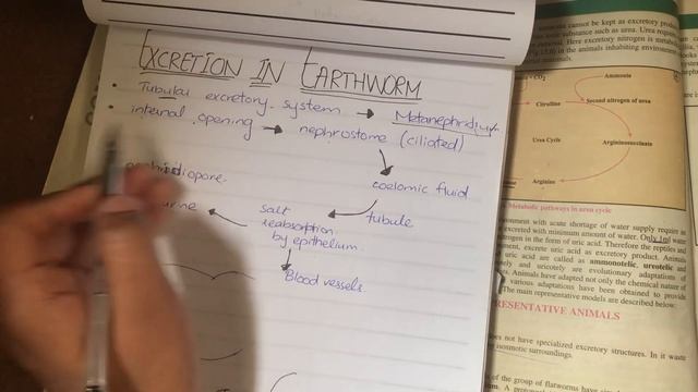 Excretion in representative Animals; Hydra, Planaria, Earthworm and Cockroach смотреть онлайн