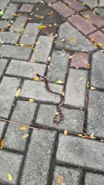 penampakan ular berkepala 2(pipe snake) смотреть онлайн