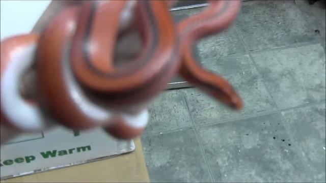 Thai Bamboo Ratsnake смотреть онлайн