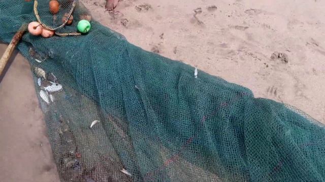 Rapan fishing at mirkarwada ratnagiri white sea #konkan #fisherman #fish #seafood #viral #trending смотреть онлайн
