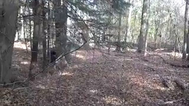 Wolfpack Adventures - Gorilla Man Strikes Again смотреть онлайн