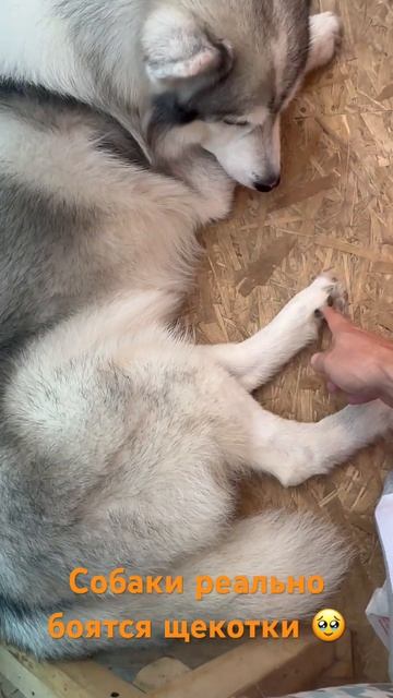 Щекотка лапок #husky #собака #животные #хаски #топ #siberianhusky #собаки #прикол смотреть онлайн