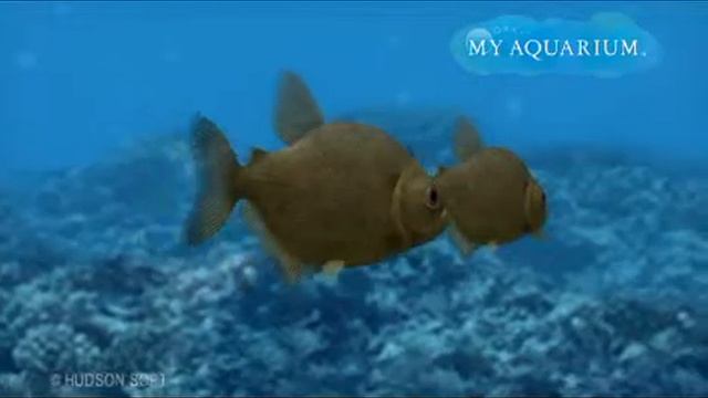 Yellow Piranha смотреть онлайн