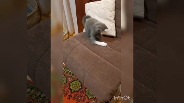 Лапка кролика сушеная, натуральная игрушка-лакомство для кошек смотреть онлайн