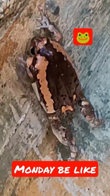 Frog gotta go fast. Banded bullfrog. Kaloula Pulchra смотреть онлайн