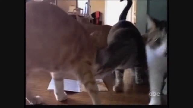 2015 - AWESOME!!! Funny Pets #5 / СУПЕР!!! Забавные животные № 5 смотреть онлайн
