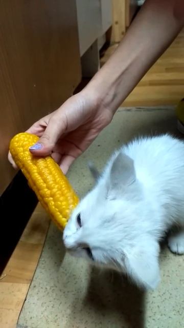 Котик ест варёную кукурузу смотреть онлайн
