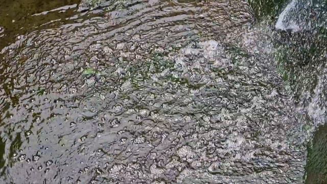 Утки на пруду в Лексингтоне смотреть онлайн