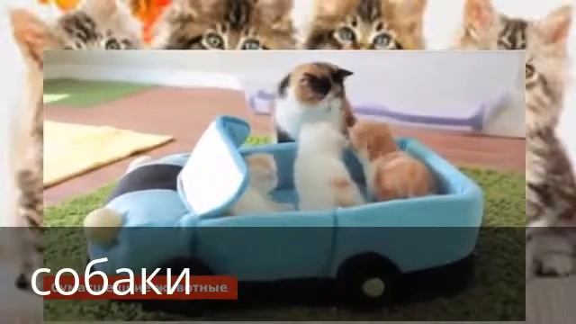 кошки смотреть онлайн