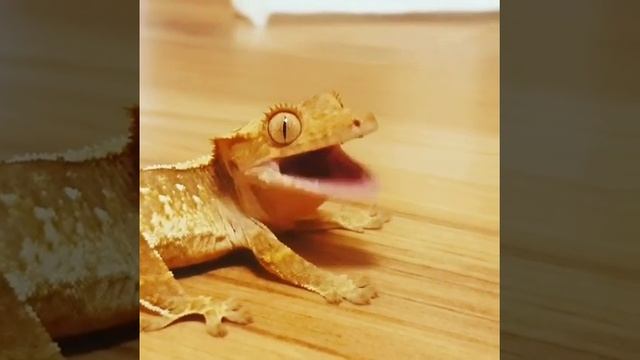 Красивый геккон ❤️ смотреть онлайн
