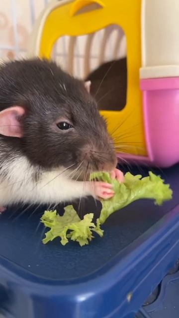 Гусеничка Емелька ест салат #rat #animal #крысы смотреть онлайн